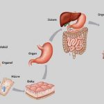 Organın Dokudan Farkı Nedir? Organ İle Doku Farkları Nelerdir?
