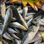 Palamut Gürcistan’a gitti, tezgahlar dolup taşıyor! Yoğun talep var!