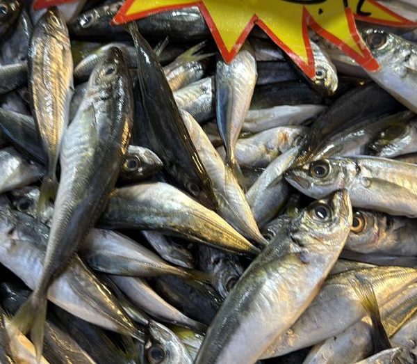 Palamut Gürcistan’a gitti, tezgahlar dolup taşıyor! Yoğun talep var!