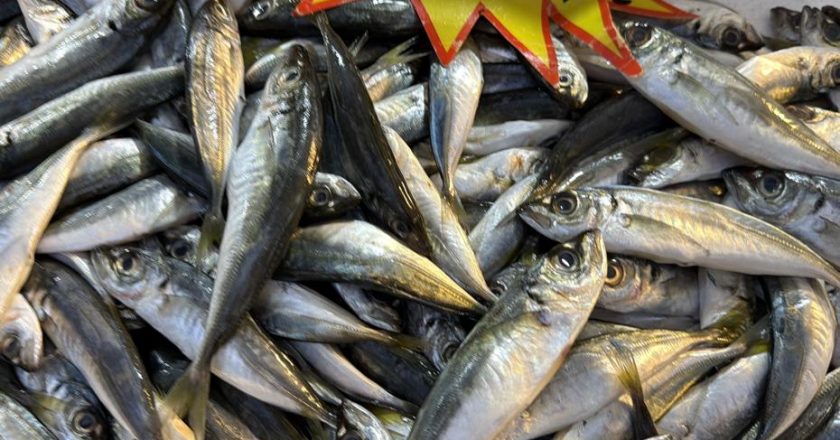 Palamut Gürcistan’a gitti, tezgahlar dolup taşıyor! Yoğun talep var!